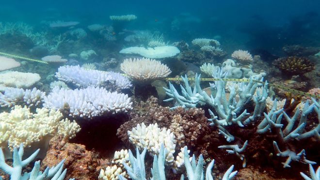 Peter Ridd: It's science that's lazy, not the Great Barrier Reef