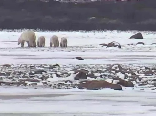Polar bears dragged back to the Russian city by the dead walrus Attenborough do not blame sea ice - Watts Up With That?