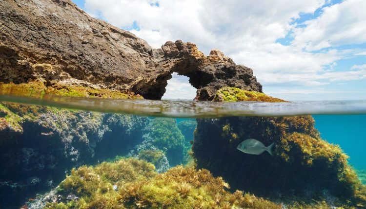 Ocean acidification locks algal communities in a simplified state - Watts Up With That?

