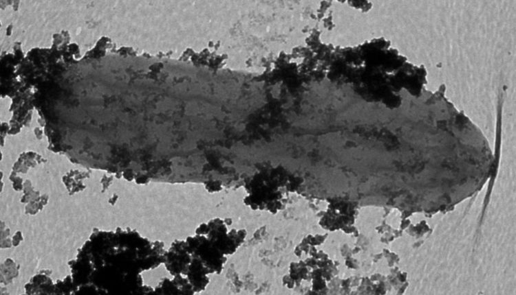 How 'Iron Man' Bacteria Can Help Protect the Environment - Watts Up With That?

