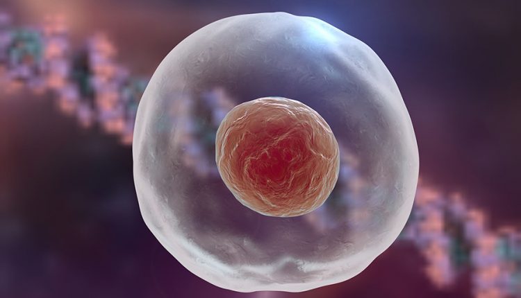 The eukaryotic nucleus can come from a giant virus - what's the point?

