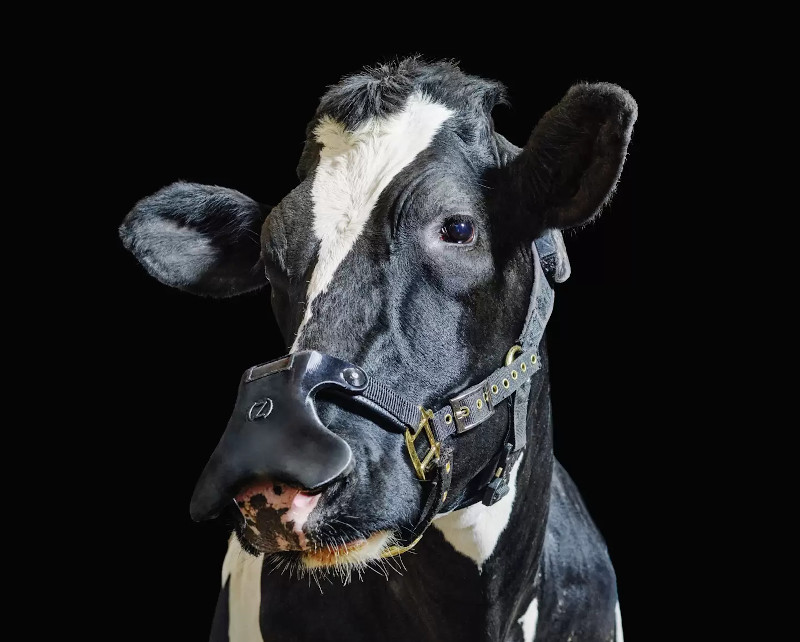 British company develops climate protection masks for cows - watts with them?