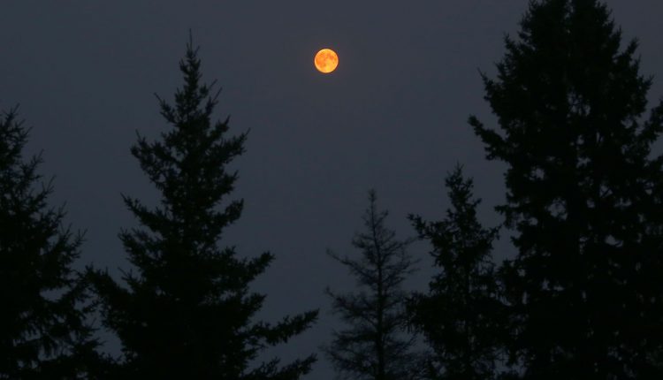 Beyond "Fermi's Paradox" XVI: What is the "Dark Forest" Hypothesis?