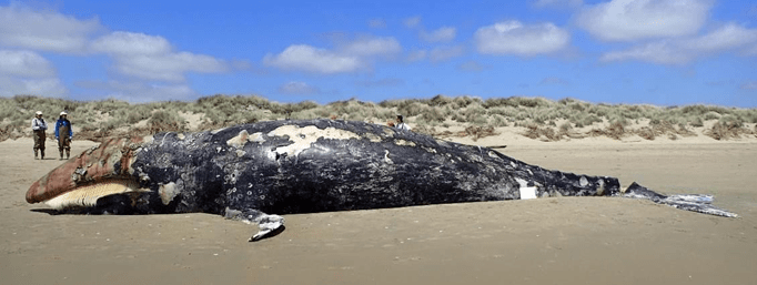 Betting Against Ocean Ecosystem Collapse - What's Up With It?