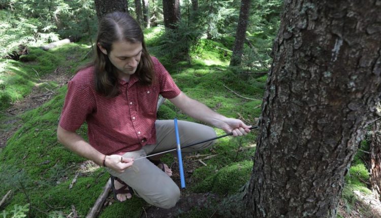 WVU Biologists Uncover the Unexpected Role of Forests in Climate Change - Watts Up With That?

