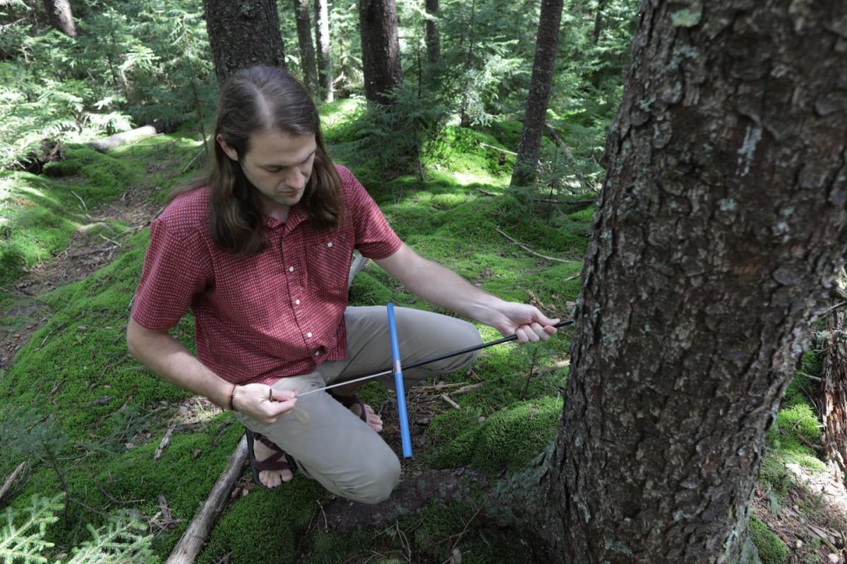 WVU Biologists Uncover the Unexpected Role of Forests in Climate Change - Watts Up With That?