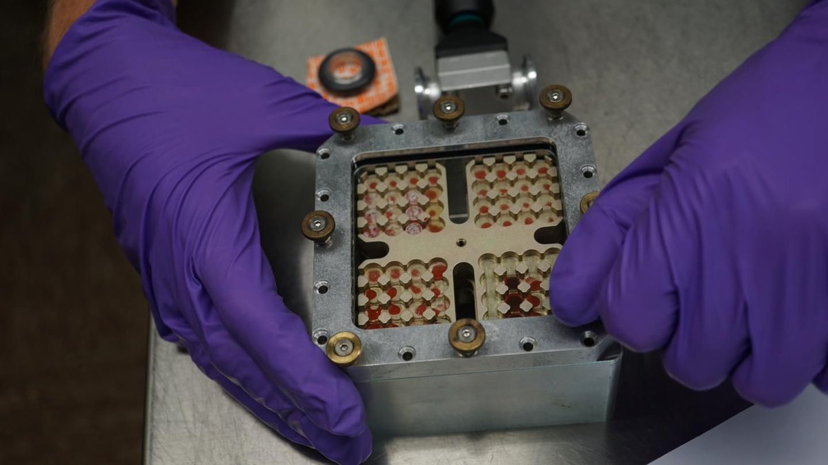 Some earth lives could already survive on Mars