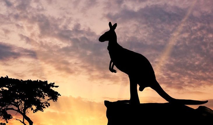 US Congress considers a kangaroo product ban for - what about it?

