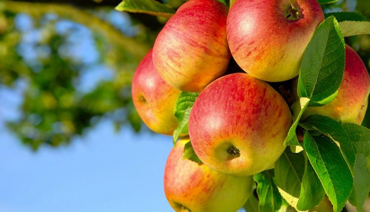 Suspicious Science Threatens US Agriculture - Again - Watts Up With That?

