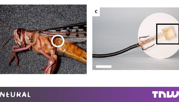 Scientists built a robot that can hear through the ear of a dead grasshopper


