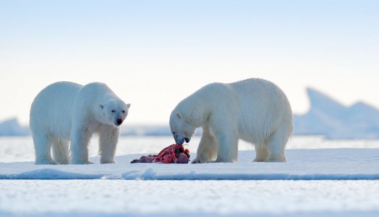 Celebrate Plentiful Sea Ice Habitat For Polar Bear Feeding And Mating - Watts Up With That?

