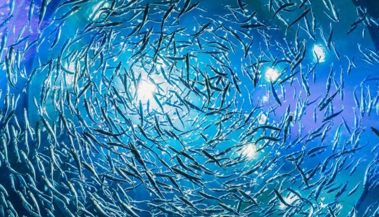 Study First to Examine the Combined Effects of Fishing and Ocean Warming on Fish Populations - Watts Up With That?

