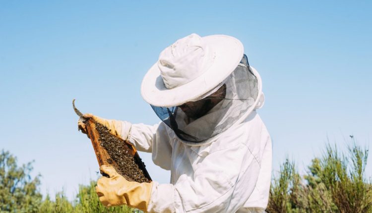 Saving Pollinators from an Imaginary Bee Cupypse - Watts Up With That?


