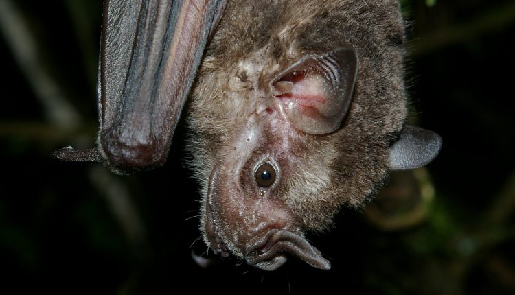 Poop Core Records 4,300 Years of Bat Diet and Environment - Watts Up With That?

