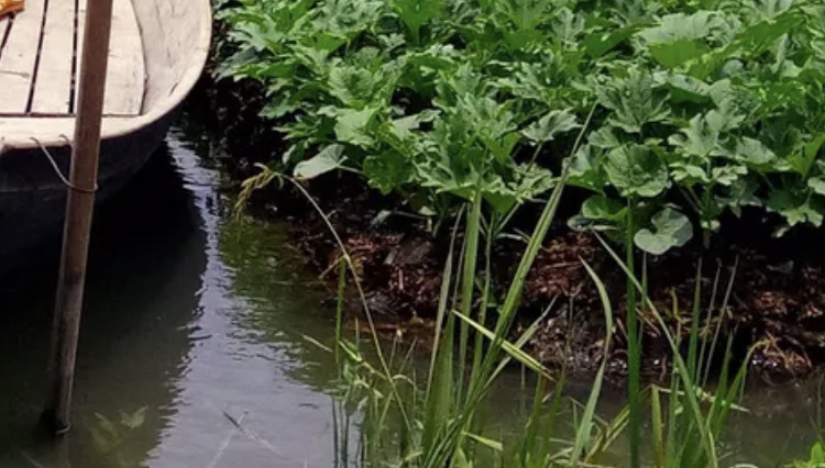 We need floating gardens in Bangladesh to survive global warming.