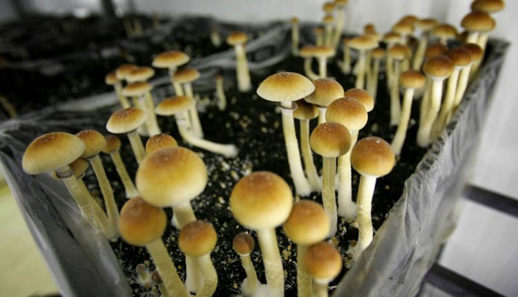 Psychedelic drug boom in mental health treatment nears reality