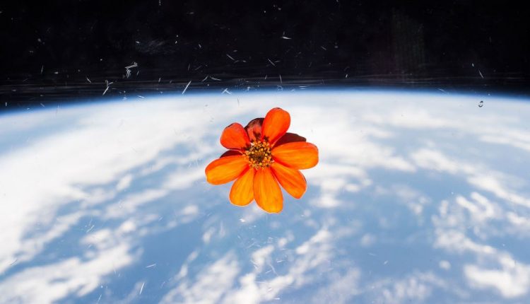 What is the best way to water plants in space?

