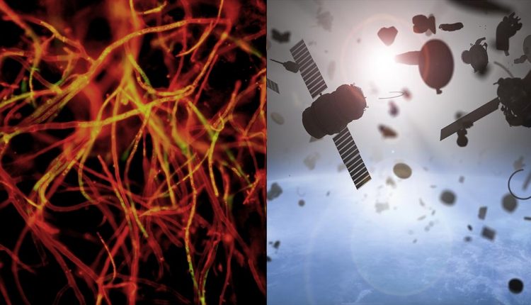 A solution for space debris: satellites made of mushrooms?

