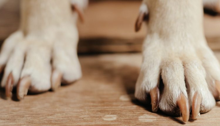 Social media are reacting to the TikTok-famous 'talking dog' questioning its existence

