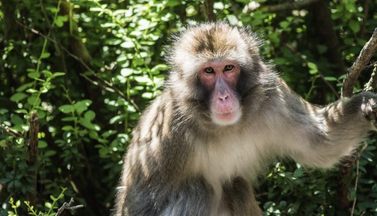 Monkey killed after tearing woman's ear like "a piece of paper".

