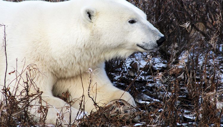  Polar bears in W. Hudson Bay are doing well, researchers say.  So are the numbers really going down?  - Are you done with that?

