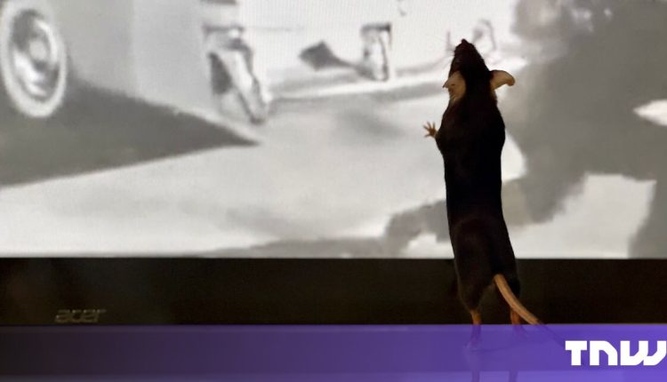 AI decoding what mice see could improve future BCIs

