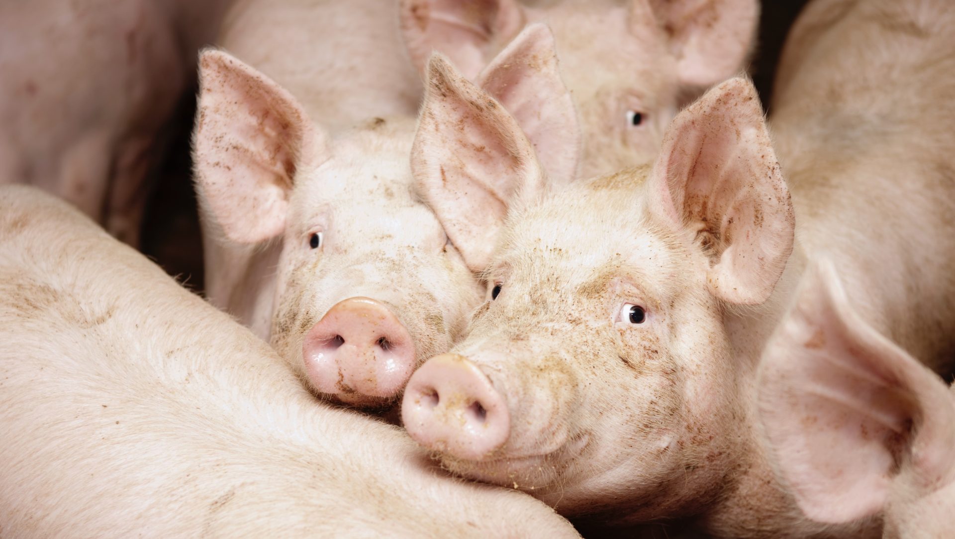 Surgeons Successfully Transplant Pig Heart Into 58-Year-Old Man