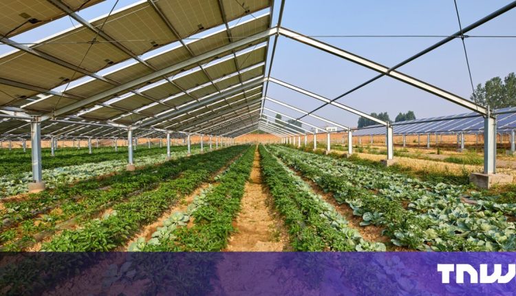 EU backs new project that combines solar power with agriculture