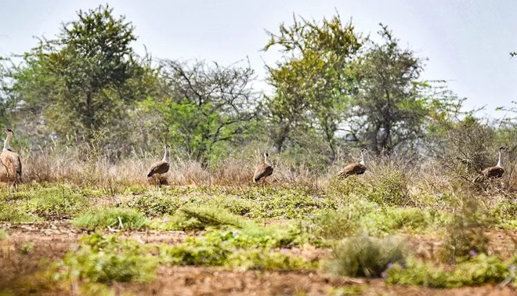 Wind and Solar Slaughtering India’s Iconic Bird – Watts Up With That?