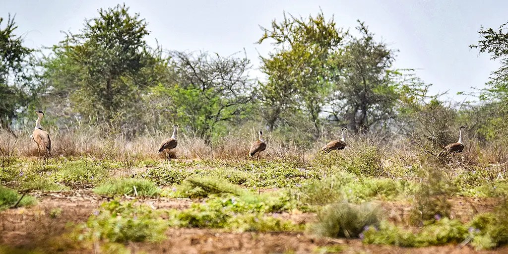 Wind and Solar Slaughtering India’s Iconic Bird – Watts Up With That?