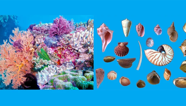 Why Climate Scientists were Duped into Believing Rising CO2 will Harm Coral and Mollusks – Watts Up With That?