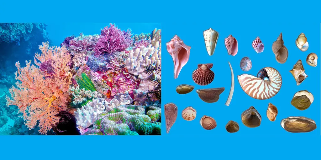 Why Climate Scientists were Duped into Believing Rising CO2 will Harm Coral and Mollusks – Watts Up With That?