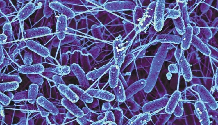 Researchers at Penn State University are developing a way to use microbes to turn human waste into food on long space voyages. Image: Yuri Gorby, Rensselaer Polytechnic Institute