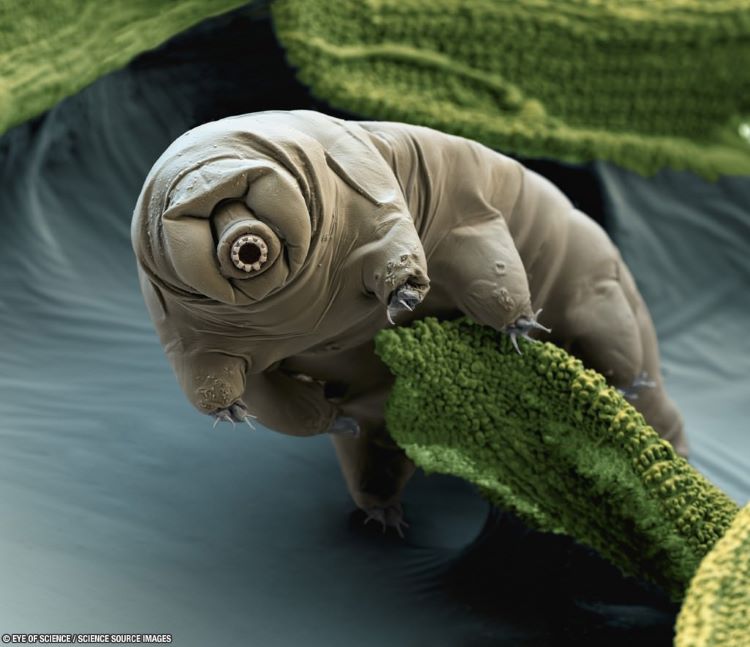Extremophiles: why study them?  What can they teach us about the search for life beyond Earth?