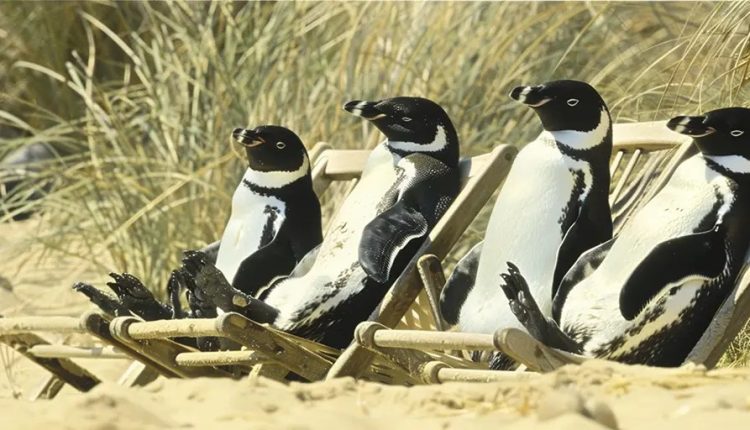 Why Antarctic Wildlife Suffers “Sunburn” – Watts Up With It?

