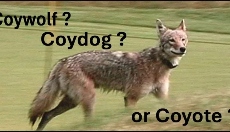 Species Types: Coywolves & Coydogs – Do you agree?

