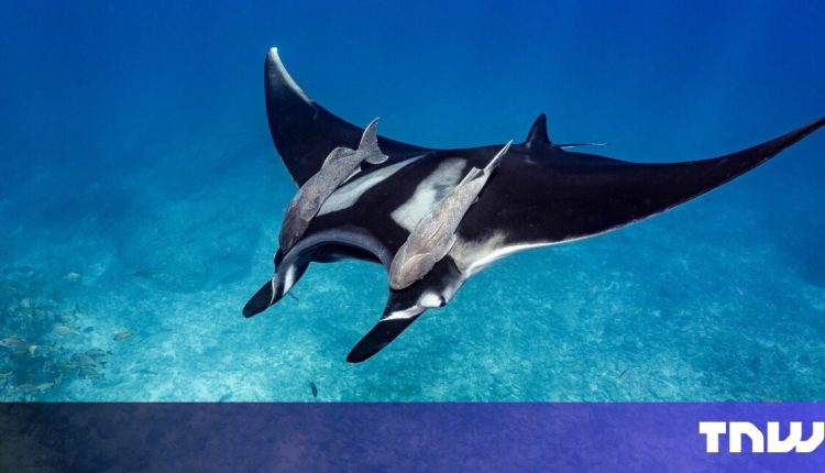 Meet 3 tech startups protecting our oceans

