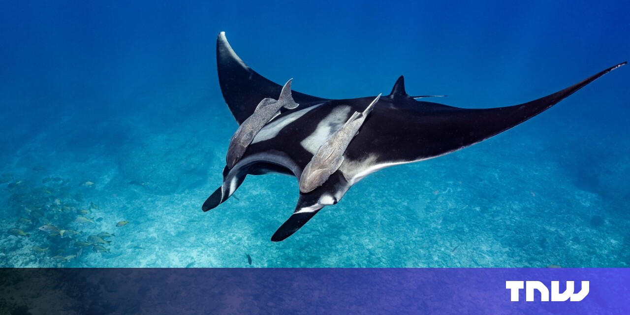 Meet 3 tech startups protecting our oceans