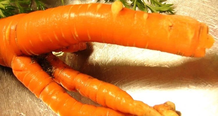 Climate change is leading to ‘crooked’ vegetables in Europe – what’s going on?

