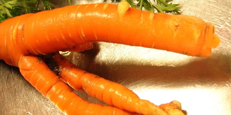 Climate change is leading to ‘crooked’ vegetables in Europe – what’s going on?