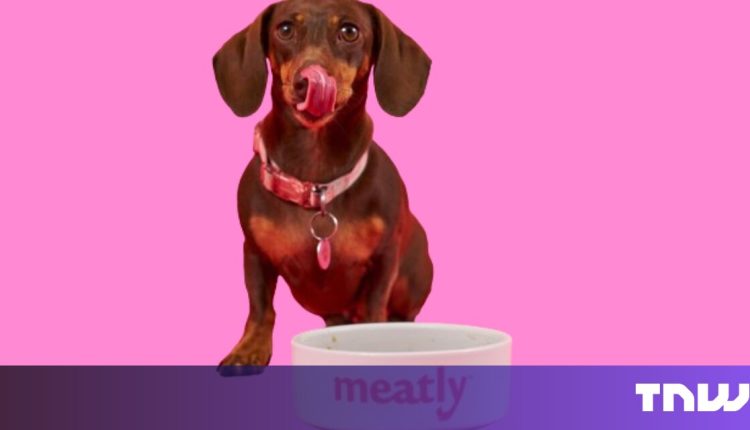 Great Britain grants first European approval for cultured meat – for animal feed

