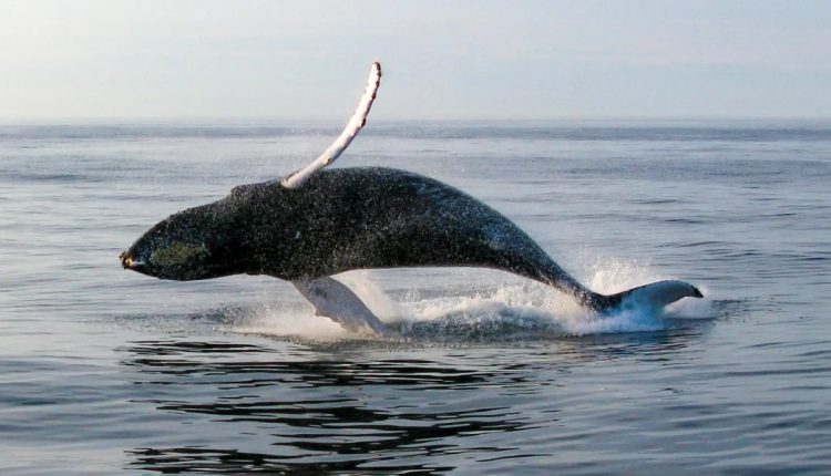 Government says 'damn the whales' in the Gulf of Maine – Watts Up With That?

