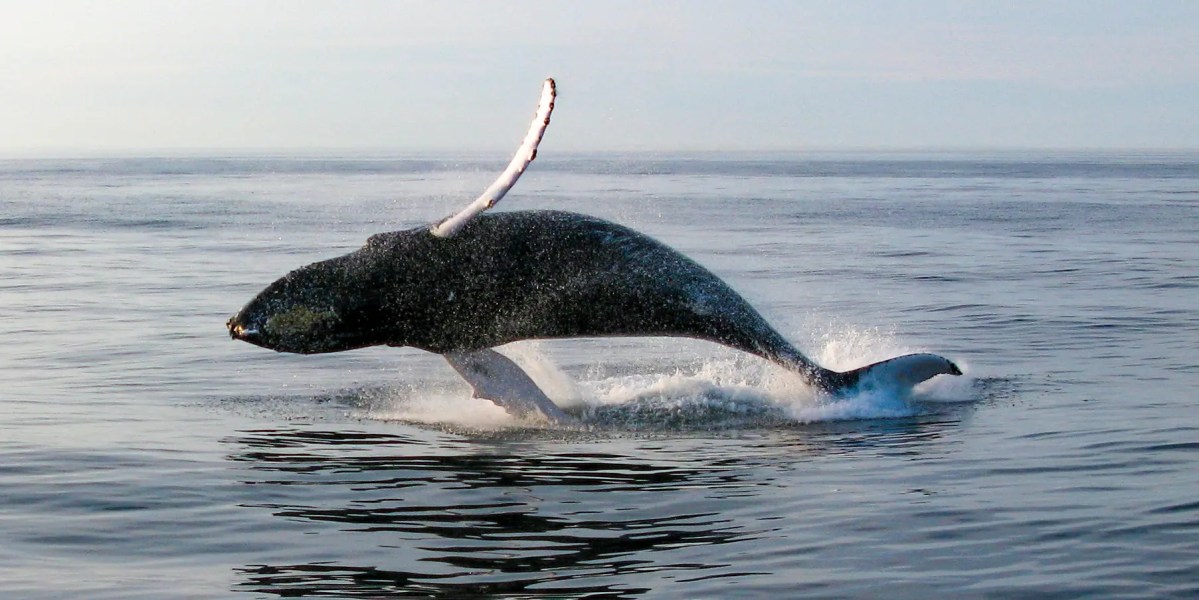 Government says 'damn the whales' in the Gulf of Maine – Watts Up With That?
