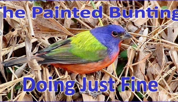 Pretty birds – what’s wrong with them?

