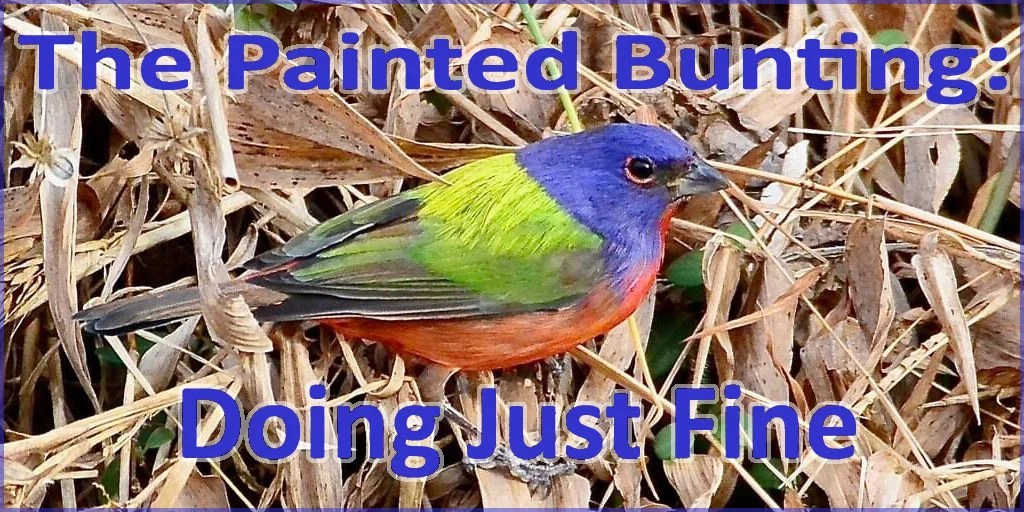 Pretty birds – what’s wrong with them?