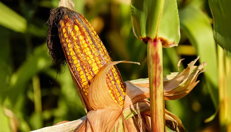 Wrong, Associated Press, new short corn variety is a marketing ploy, not a response to climate change - is that a problem?

