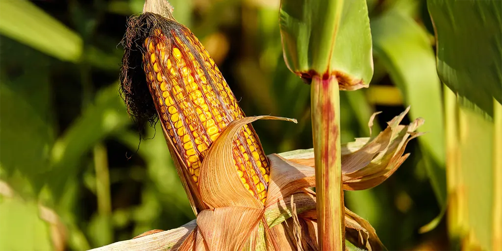 Wrong, Associated Press, new short corn variety is a marketing ploy, not a response to climate change - is that a problem?