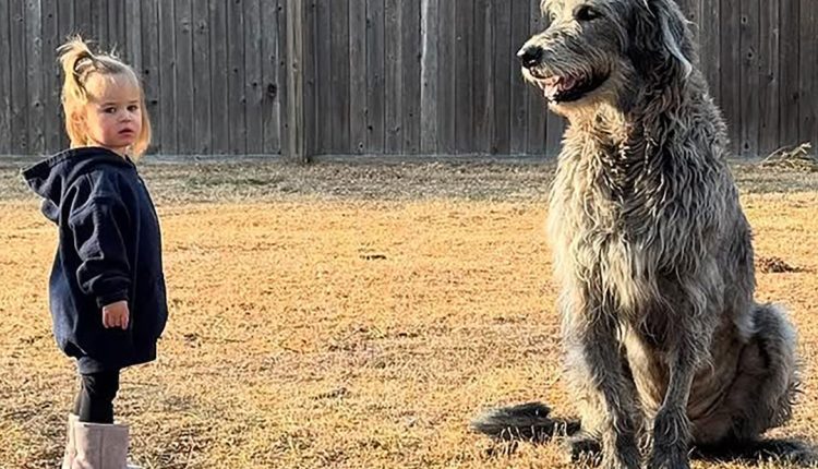 Pregnant Kylie Kelce and Jason Kelce mourn the death of dogs Baloo

