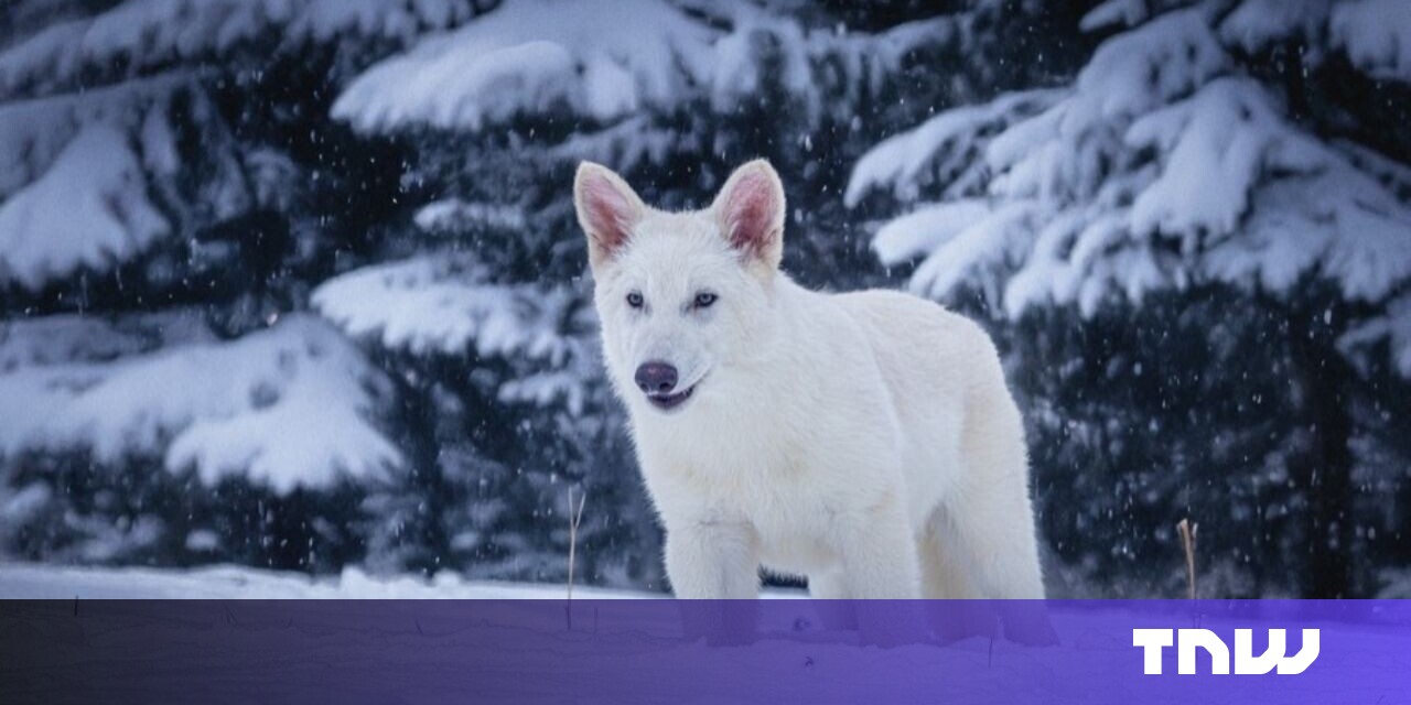 Return of the bad wolf? More like a colossal case of conservation washing